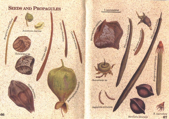 Field Guide to the Mangroves of Queensland - aus dem Buch
